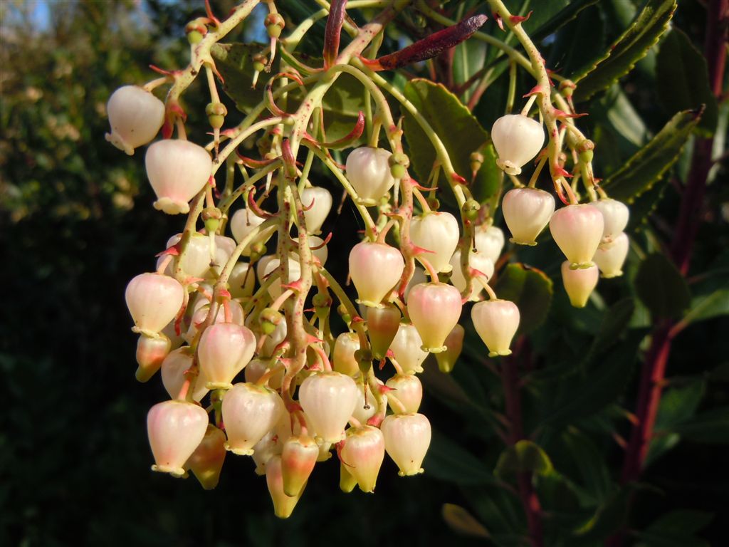 Campanelle a grappoli - Arbutus unedo